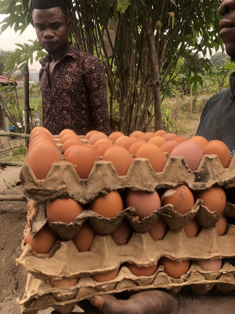 Elie Lomboto🇨🇩🐓 tweet media