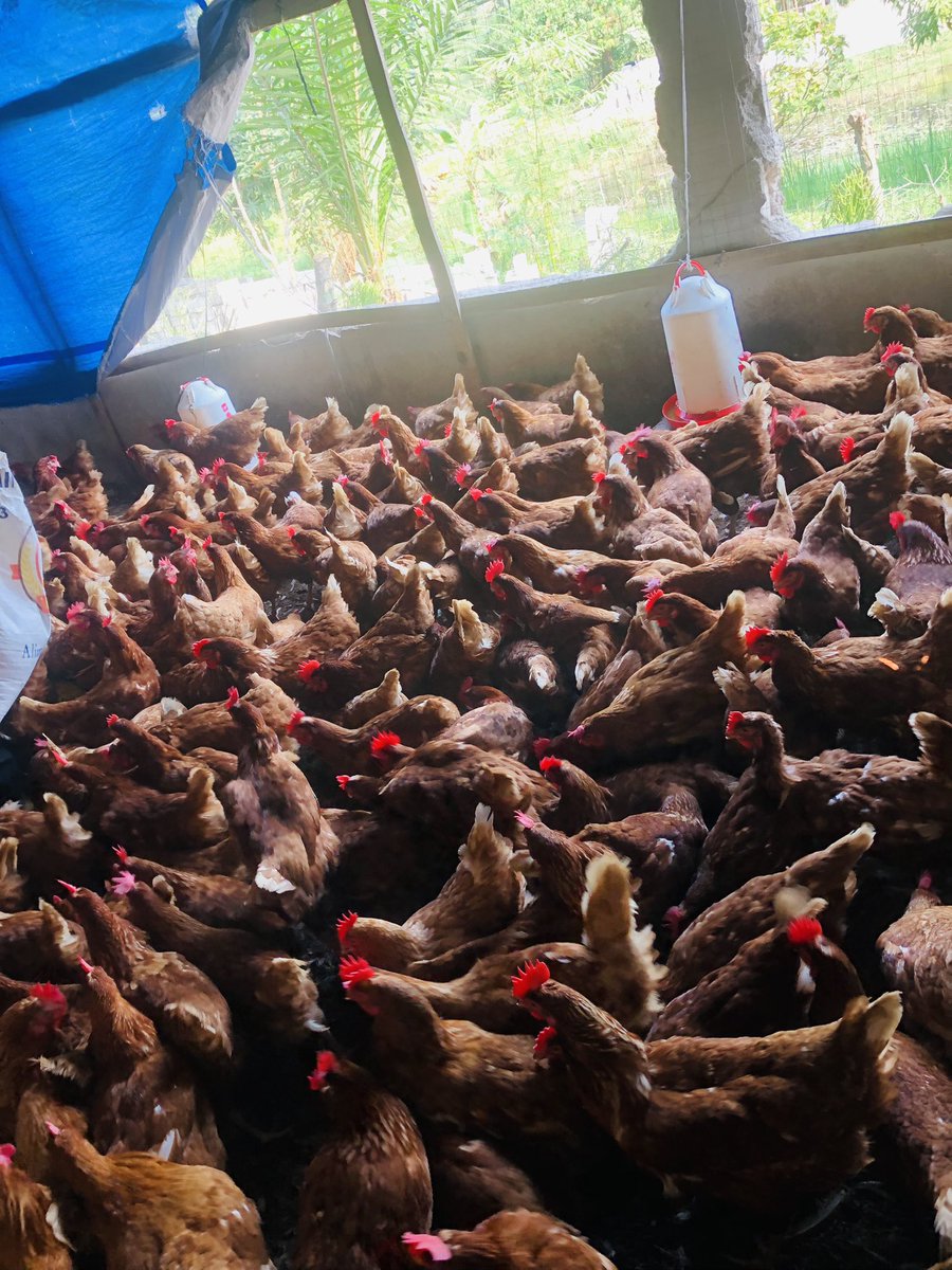 Elie Lomboto🇨🇩🐓 tweet media
