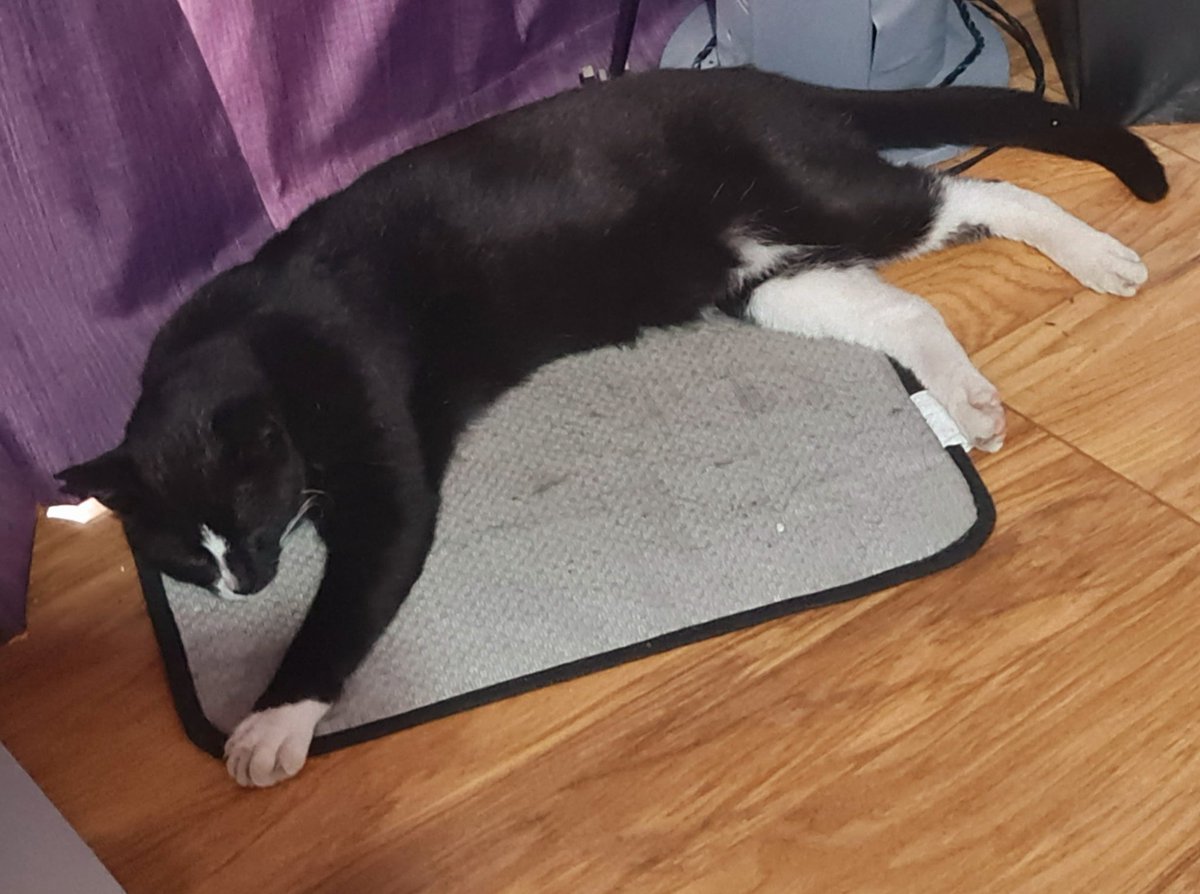 RiotheBWCat's tweet photo. I'm melting in this #heatwaveuk. #HotWeather #CatsOfTwitter #cat https://t.co/uerulPpHs5