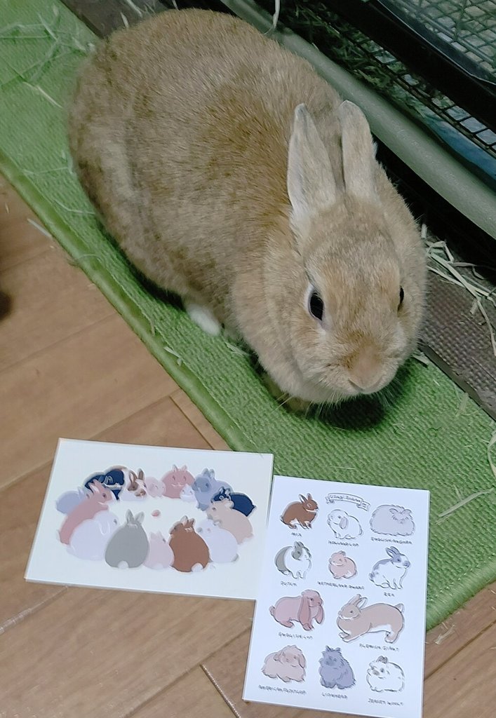 riel_0310's tweet photo. 印刷してきました🥰
1枚目:ネザーランドドワーフのラビちゃん。小さきジャイアンです└( 'ω')┘
2枚目:ミニウサギのリエルくん。頭の上の毛だけちょっと長くていつもふよふよしてます🤭💕ちょっとビビり。
3枚目:お月様組よりキャサリンちゃん(ロップイヤー)。ラビちゃんと一緒に📸
#夏のバニまつり https://t.co/5aN1vN6Avc