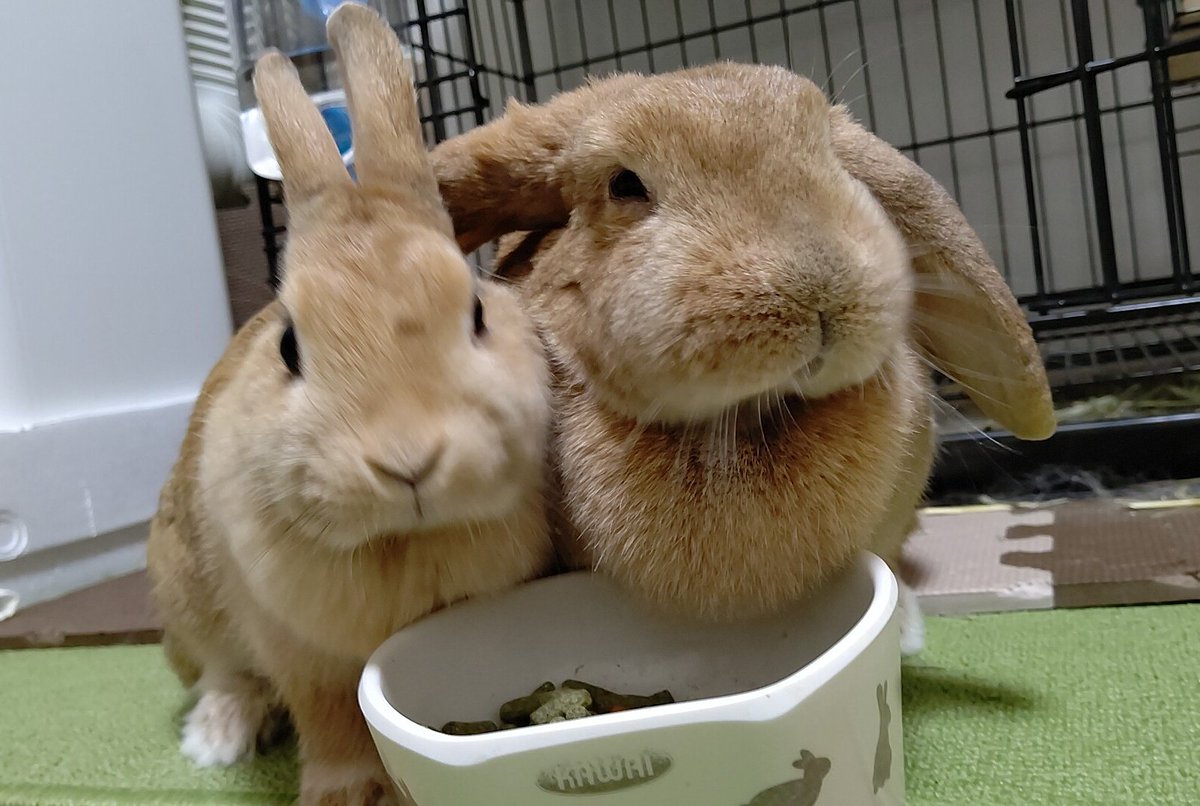 riel_0310's tweet photo. 印刷してきました🥰
1枚目:ネザーランドドワーフのラビちゃん。小さきジャイアンです└( 'ω')┘
2枚目:ミニウサギのリエルくん。頭の上の毛だけちょっと長くていつもふよふよしてます🤭💕ちょっとビビり。
3枚目:お月様組よりキャサリンちゃん(ロップイヤー)。ラビちゃんと一緒に📸
#夏のバニまつり https://t.co/5aN1vN6Avc