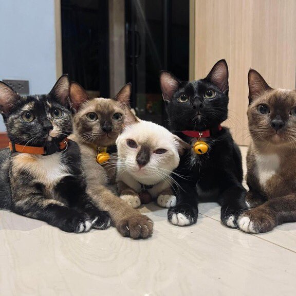 translated cats tweet media