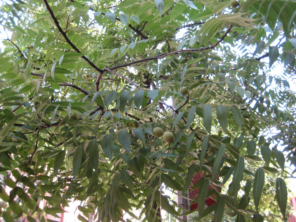 TreesNewYork's tweet photo. Our Education Director and Arborist, Sam Bishop, found this #blackwalnut #tree planted in a street #treebed in Brooklyn. We are not sure how it got there, but it is happy and growing well! #nycurbanforest https://t.co/s1xr2aytgV