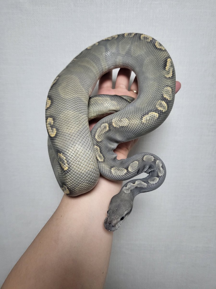 choigim1's tweet image. This is black pastel ghi 👻 poss mojave
I don't think there's a Mohave..
But it's still so pretty
#blackpastelballpython #ghiballpython #ballpytho #reptiles #snake #python #mojaveballpython #렙타일 #뱀 #볼파이톤 #korea