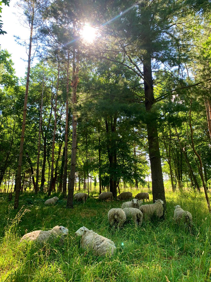 That morning glow 
#ontariosheep #ontag #silvopasture