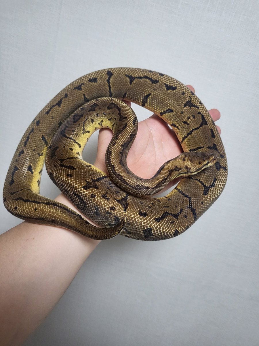 Milky way python tweet media