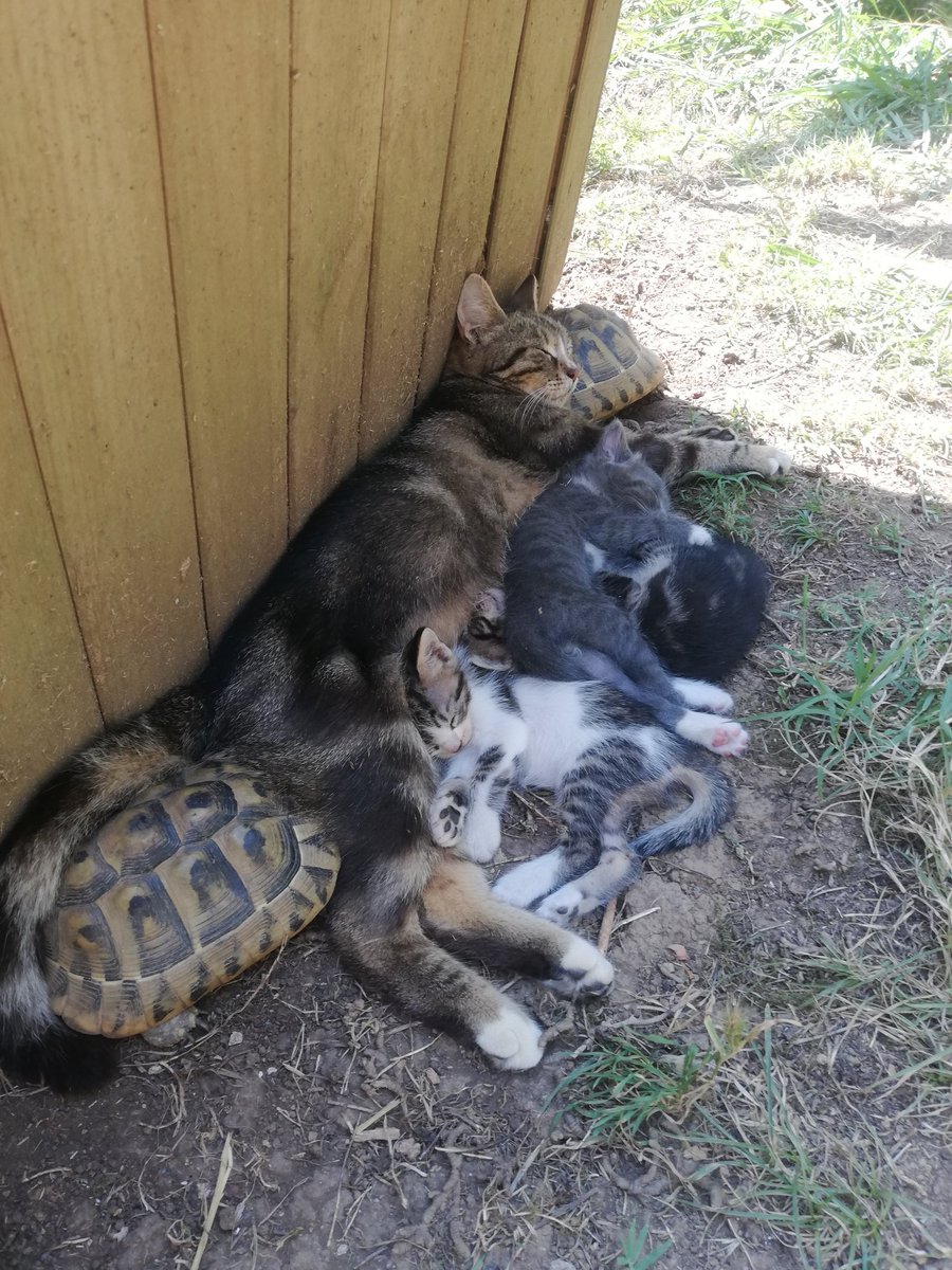 Er kwam al een tijdje een poes eten. Nu blijkt ze samen met 3 snoepjes van kittens een hippy commune te zijn gestart met mijn schildpadden. Ze ogen gelukkig en relaxed met elkaar.
