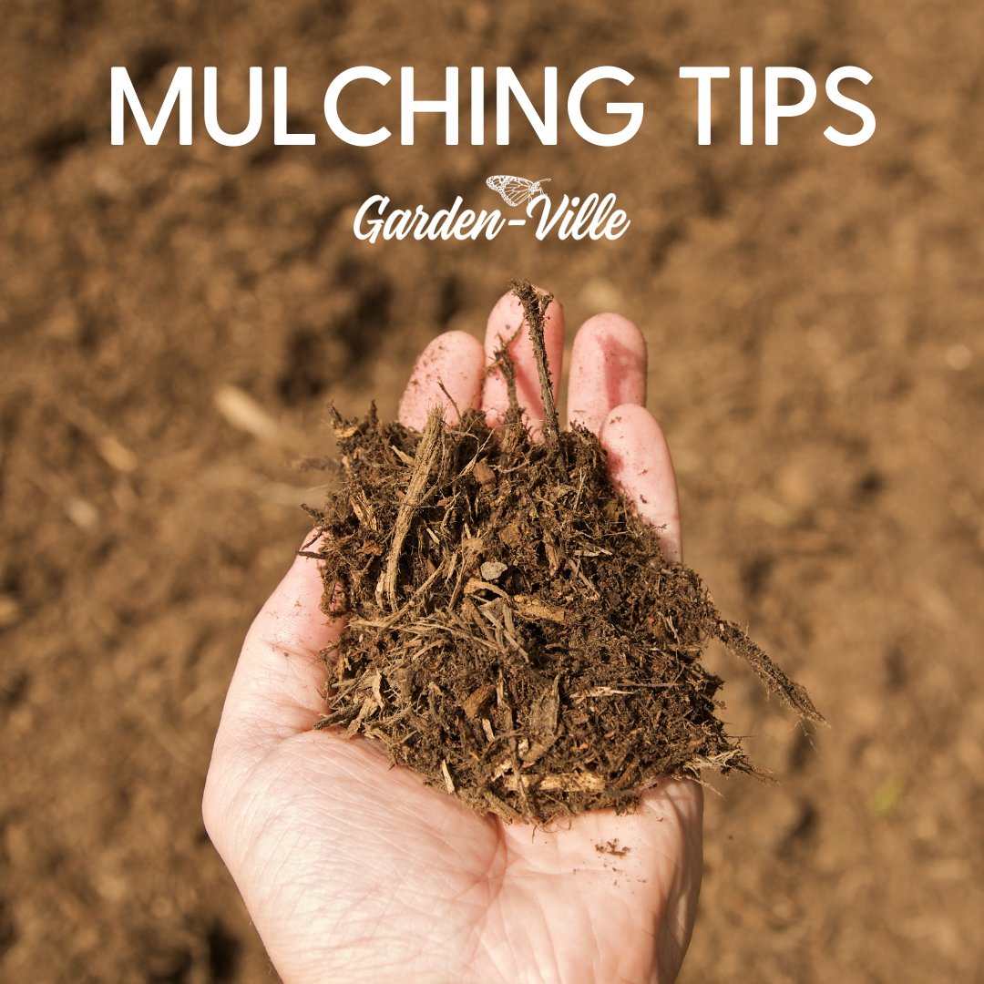 Did you know #mulch helps landscaping beds retain water and keeps the soil cooler?  In addition, it balances the #nutrients in your soil to foster a healthy planting bed, and prevents weed growth while also promoting flower and shrub root growth. 🌱