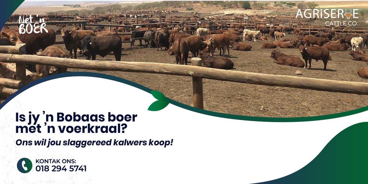 AgriserveC's tweet photo. Net ‘n boer? Nee, jy is ‘n bobaas boer met ’n voerkraal! Ons wil jou slaggereed kalwers koop. 🐮 Kontak ons bees boffins vir ’n kwotasie vir lewendehawe op die plaas gelaai.  

Everhard Laing: 0832915199 https://t.co/qFO8U3WXdA