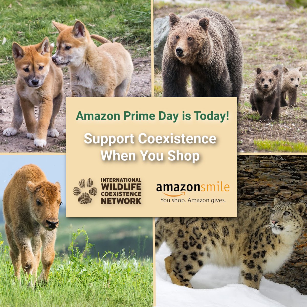 It's Amazon Prime Day! If you are shopping today, use AmazonSmile.com and choose IWCN as your charity of choice. You will get great savings and help communities coexist with #wildlife.
