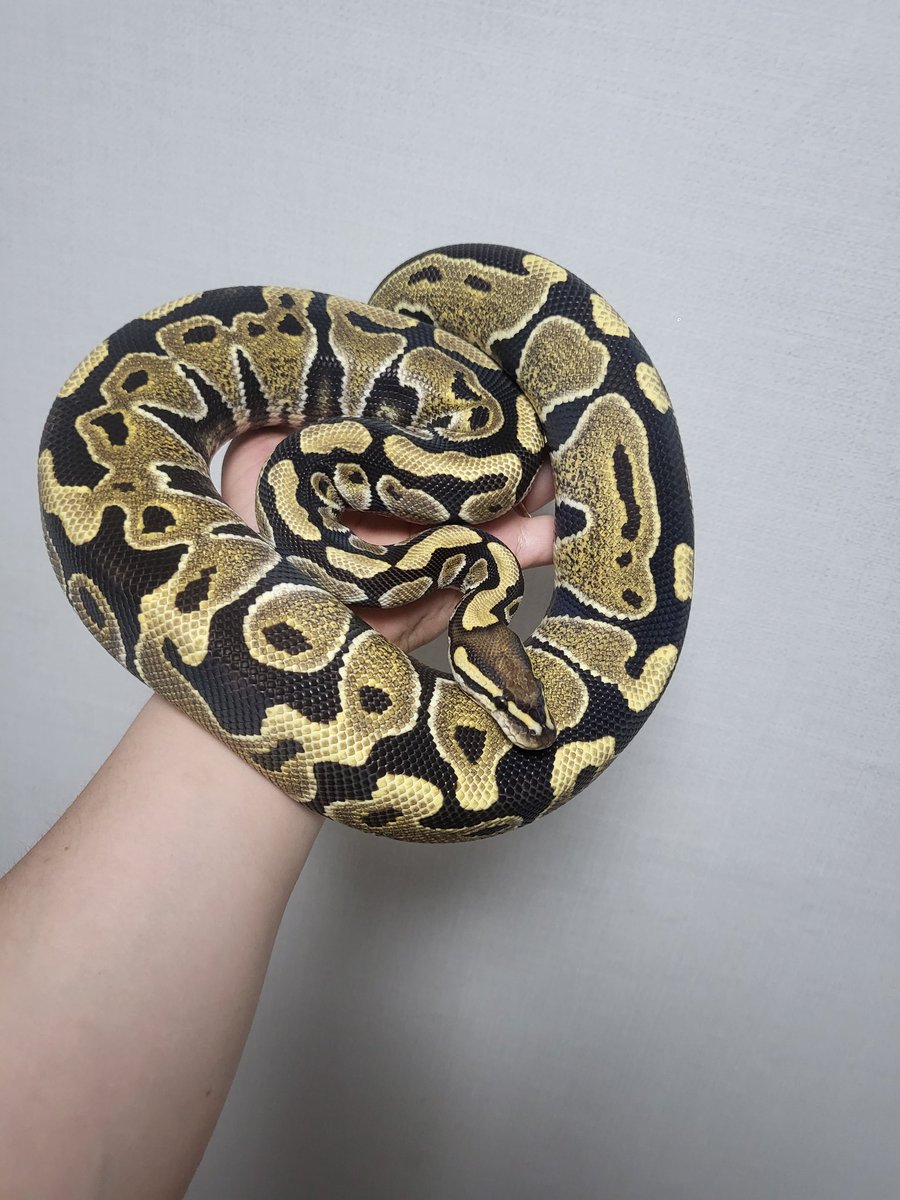 Milky way python tweet media