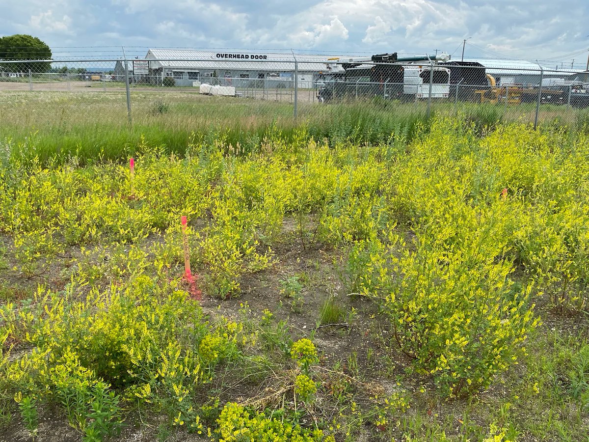 crane_steel's tweet photo. We've completed the first phase of Affordable Storage in Brandon and we're now moving on the building #2! ๐
We're busy staking and preparing the area to break ground on another new building! ๐ณ๏ธ
#commercialproject #onbudget #ontime #buildwithsteel #bdnmb #storagebuilding https://t.co/ExaaI0lSlu