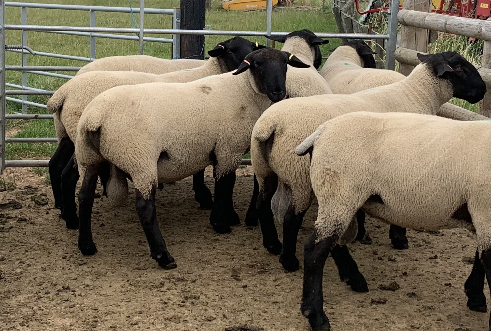 Bentley Suffolks (BentleySuffolks) / Twitter