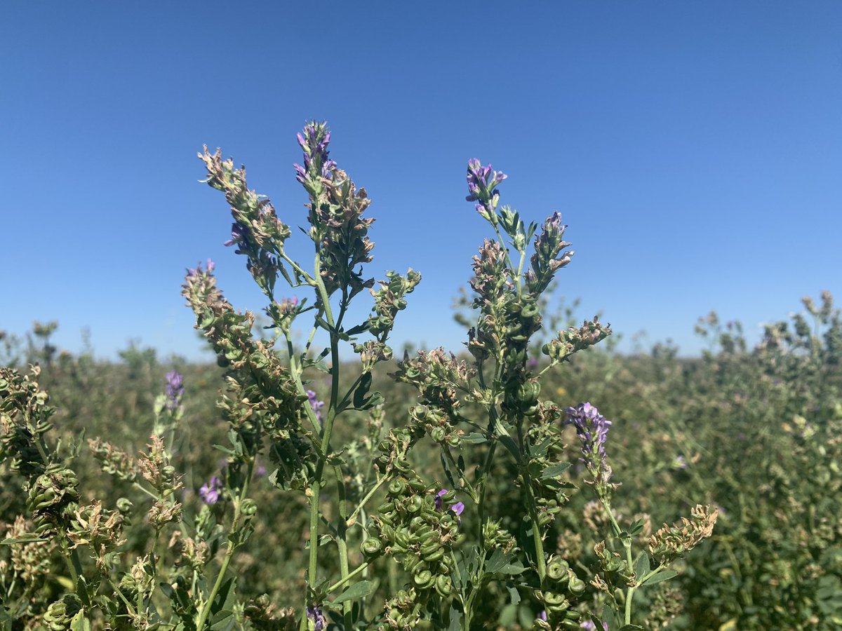LesFourrageres's tweet photo. Production de #semences de #luzerne Des parcelles parfois atypique avec une  largeur de 30m sur 4500 m de long !   Sur la deuxième photo on voit des fleurs très bien fécondées avec de nombreuses gousses en développement. Merci aux #abeilles terricoles qui pollinisent nos champs https://t.co/bH8riYvP6j