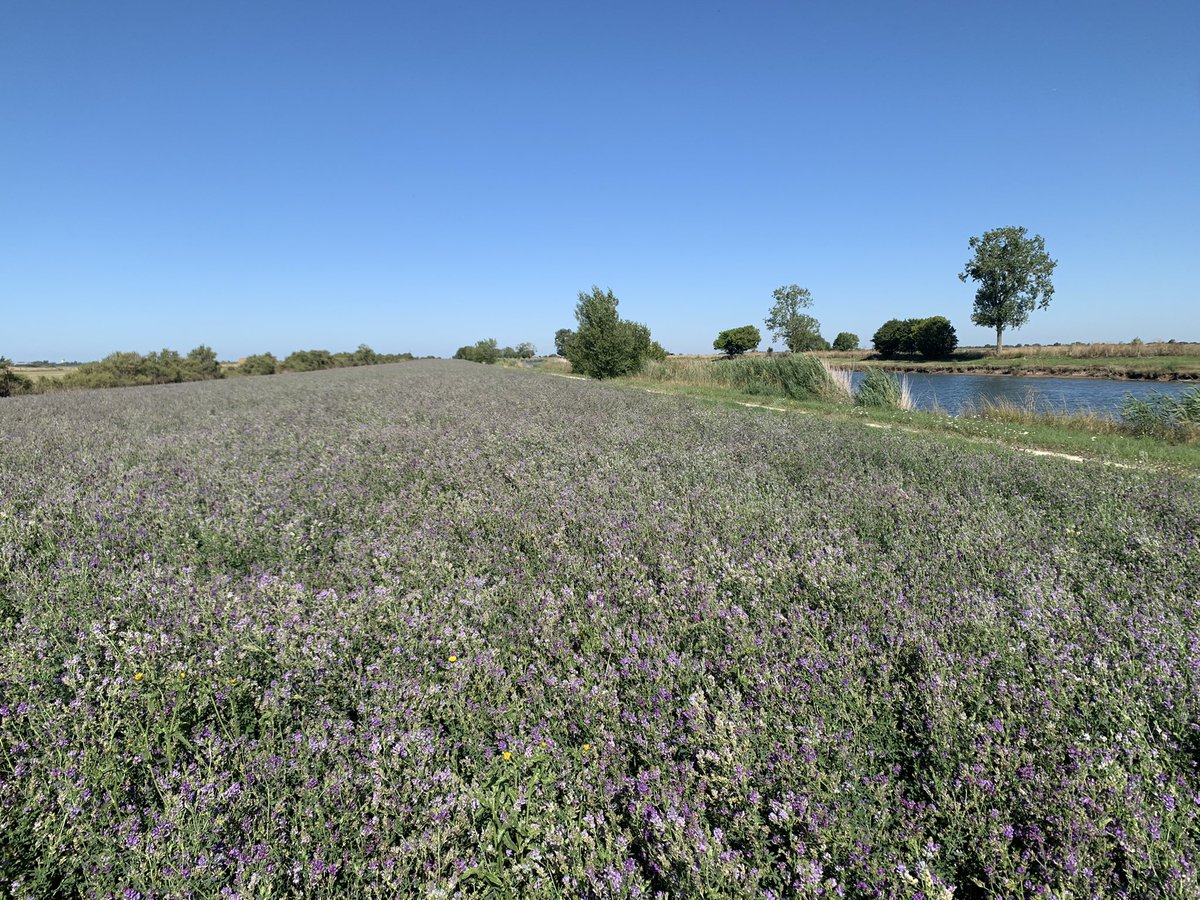 LesFourrageres's tweet photo. Production de #semences de #luzerne Des parcelles parfois atypique avec une  largeur de 30m sur 4500 m de long !   Sur la deuxième photo on voit des fleurs très bien fécondées avec de nombreuses gousses en développement. Merci aux #abeilles terricoles qui pollinisent nos champs https://t.co/bH8riYvP6j