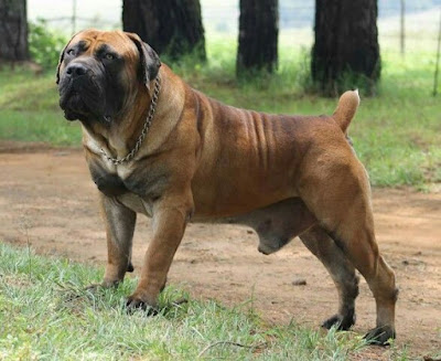 puppyland_dogs's tweet photo. All the interesting information about Boerboel dog is here.
Please feel free to comment.

Puppy Land Dog Breeding : BOERBOEL DOG https://t.co/RMqovGcCmI https://t.co/lLbEDvPxbd