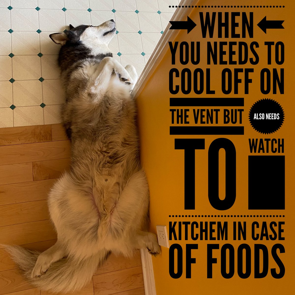 HuskyToTheMax's tweet photo. I is multitasker husky. https://t.co/5g5SLJKYQx