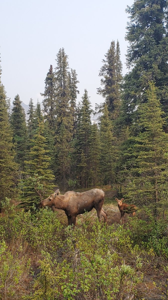 normandeauassoc's tweet photo. On a recent trip to Alaska, one of our scientists snapped a couple of shots of wildlife that crossed his path: an adult moose and its calf, and a sea otter! #Normandeau #fieldphotos #Alaska #moose #seaotter #Wildlife https://t.co/nm2ivGoNDg