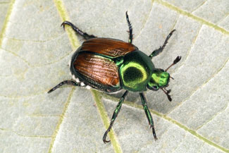 HuskerHort's tweet photo. Japanese beetles are out in full force. If you are fighting them, pick them off, spray the foliage, but be sure to AVOID the traps. #NebExt https://t.co/PUe6Hq9U54 https://t.co/czhldaacsI