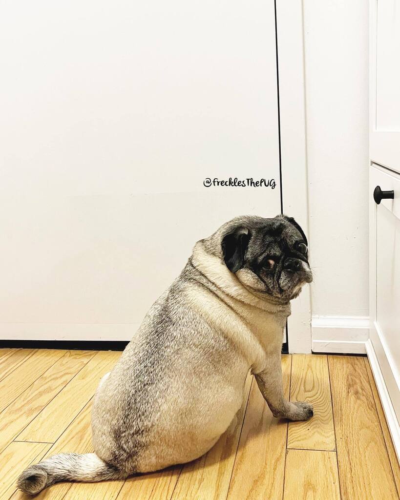 FrecklesThePUG's tweet photo. It’s #primeday… already bought the house down… now, where are my packages? 
#pug https://t.co/YrM2iSV6ii https://t.co/zESMurNfM1