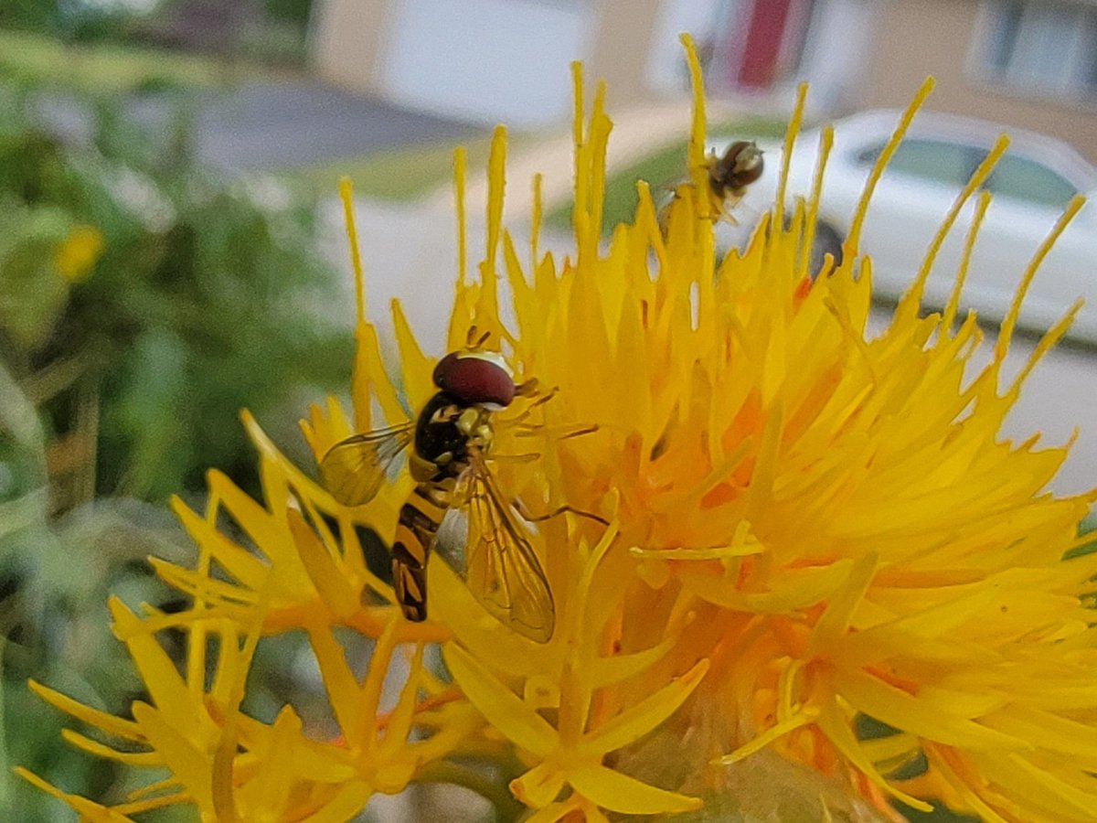 PeggyJoFarr2's tweet photo. Garden work!
#insecttuesday
#beebuzz
#yellowthistle
#bloomwork
#NaturePhotography https://t.co/QBJy2omB6g