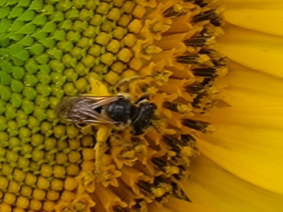 PeggyJoFarr2's tweet photo. Garden work!
#insecttuesday
#beebuzz
#yellowthistle
#bloomwork
#NaturePhotography https://t.co/QBJy2omB6g