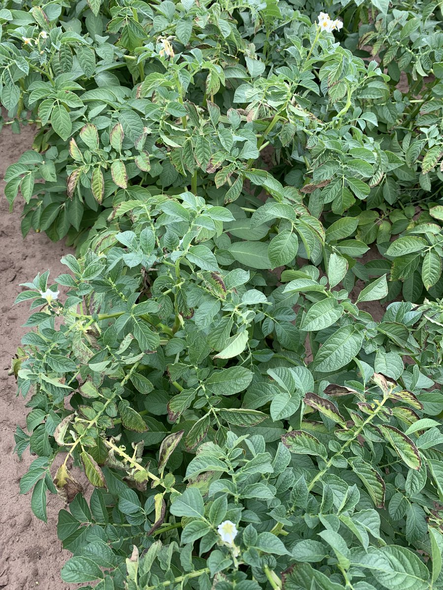 crop4sight's tweet photo. These unirrigated #droughted #potatoes are using only 1mm/day. Result is heat stress in immature crops like this Lanorma. Loosing leaf area will further limit yield even if conditions improve. Our Satellite ground cover model is measuring this for #Crop4Sight customers. https://t.co/Lm10sWkzfU