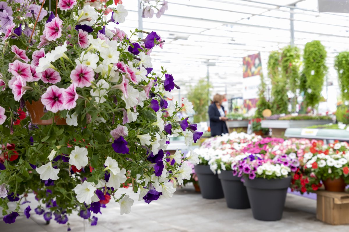 FlowerTrials tweet media