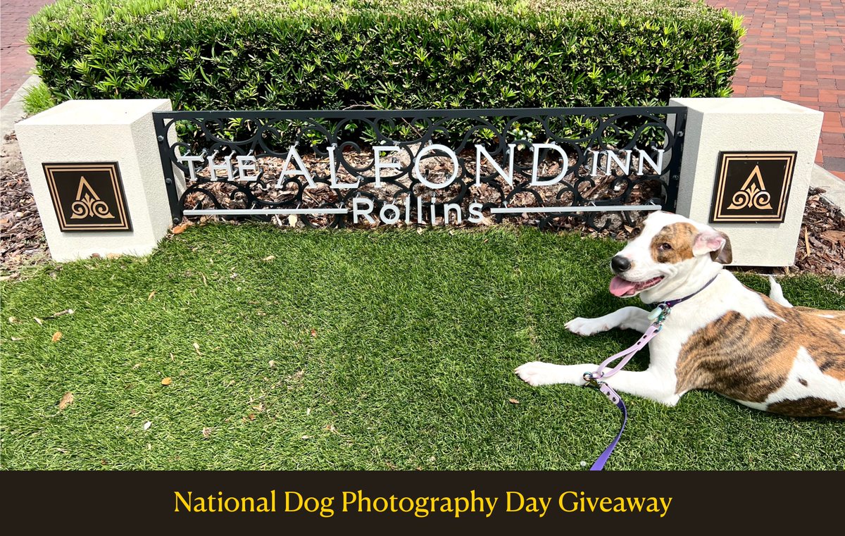 TheAlfondInn's tweet photo. In honor of National Dog Photography Day on July 26th, The Alfond Inn is pleased to announce our latest giveaway. Submit your favorite dog photo through the link below for a chance to win. https://t.co/z055BsosqU
 
#VIPup #NationalDogPhotographyDay #dogphoto #thealfondinn https://t.co/nQ04M1qoWM