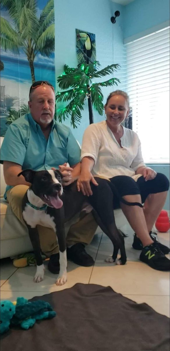 100+ Abandoned Dogs tweet media