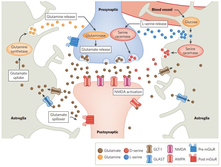 ACNP (@acnporg) on Twitter photo Introducing Review Tuesday! Check out this Review from <a href="/neuro_MUSC/">MUSC Department of Neuroscience</a> on Astrocytes, Synapses and Psychiatry rdcu.be/cRsUV <a href="/drkruyer/">Anna Kruyer</a> <a href="/ScofieldLab/">Scofield Laboratory</a> <a href="/npp_journal/">Neuropsychopharmacology</a> Introducing Review Tuesday! Check out this Review from <a href="/neuro_MUSC/">MUSC Department of Neuroscience</a> on Astrocytes, Synapses and Psychiatry rdcu.be/cRsUV <a href="/drkruyer/">Anna Kruyer</a> <a href="/ScofieldLab/">Scofield Laboratory</a> <a href="/npp_journal/">Neuropsychopharmacology</a>