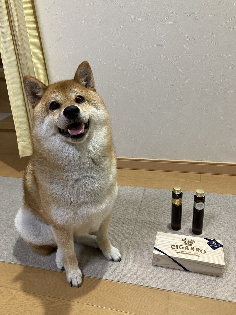 haru_k24's tweet photo. 若い社員にいただきました🎁お渡しできなくってすみませんって🙍‍♀️私もあなたに育てられたんですよ😭ほんとうにありがとう🌟どこへ行っても応援してますよ📣
#部下は上司を選べない　
#人の時間は有限　
#だから全力で向き合う　
#部下に恵まれて幸せ　
#シャワージェル　
#柴犬 https://t.co/Xq7kpxdxcf