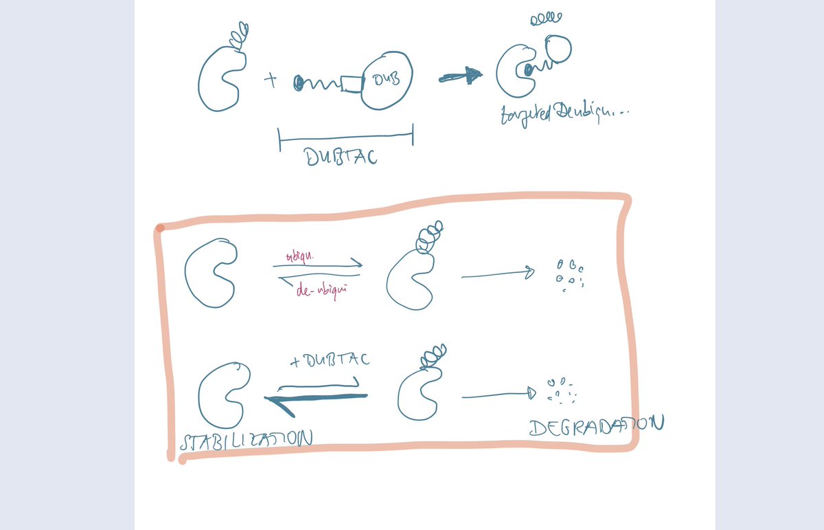 SciCommAtelier's tweet photo. Here is my take on explaining what DUBTAC is and how protein stabilisation can be an interesting therapeutic approach. 
To let you take part in the process I also share some of my drafts, I doodle and scribble a lot before creating the final illustration 😄 https://t.co/sLImBUvFxr