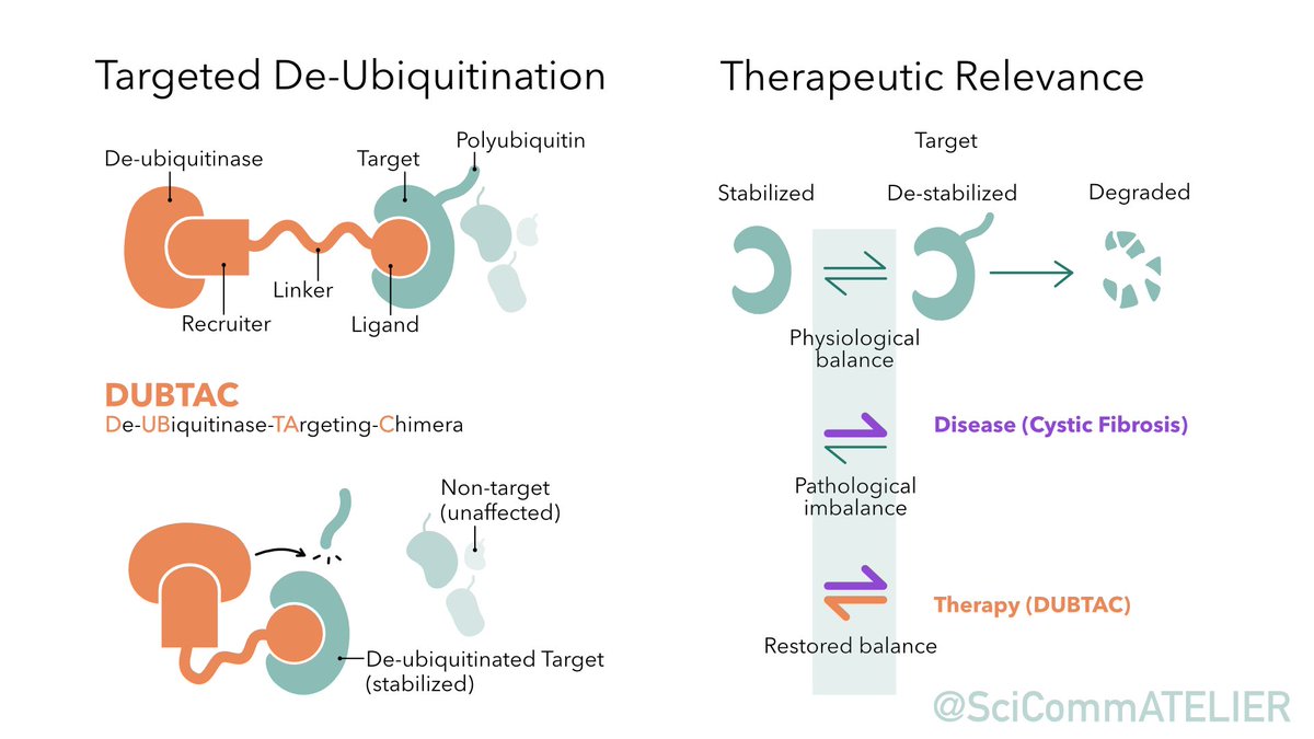 SciCommAtelier's tweet photo. Here is my take on explaining what DUBTAC is and how protein stabilisation can be an interesting therapeutic approach. 
To let you take part in the process I also share some of my drafts, I doodle and scribble a lot before creating the final illustration 😄 https://t.co/sLImBUvFxr