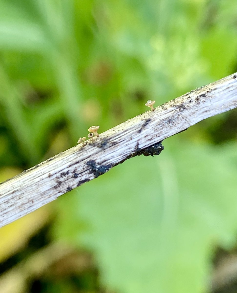Went looking for #blackleg pycnidia, found some #sclerotinia apothecia 

#agronomy #scout22 #fungicide