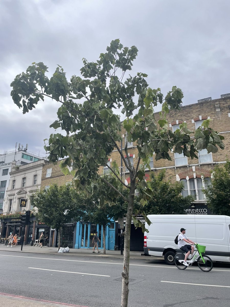 crizzlemunroe's tweet photo. @CamdenCouncil We’ve been trying to get help to save these trees and put new ones in where there are empty beds left by the ones that died. Months spent speaking to CC and TfL but nothing being done. https://t.co/9q8rs55VxE