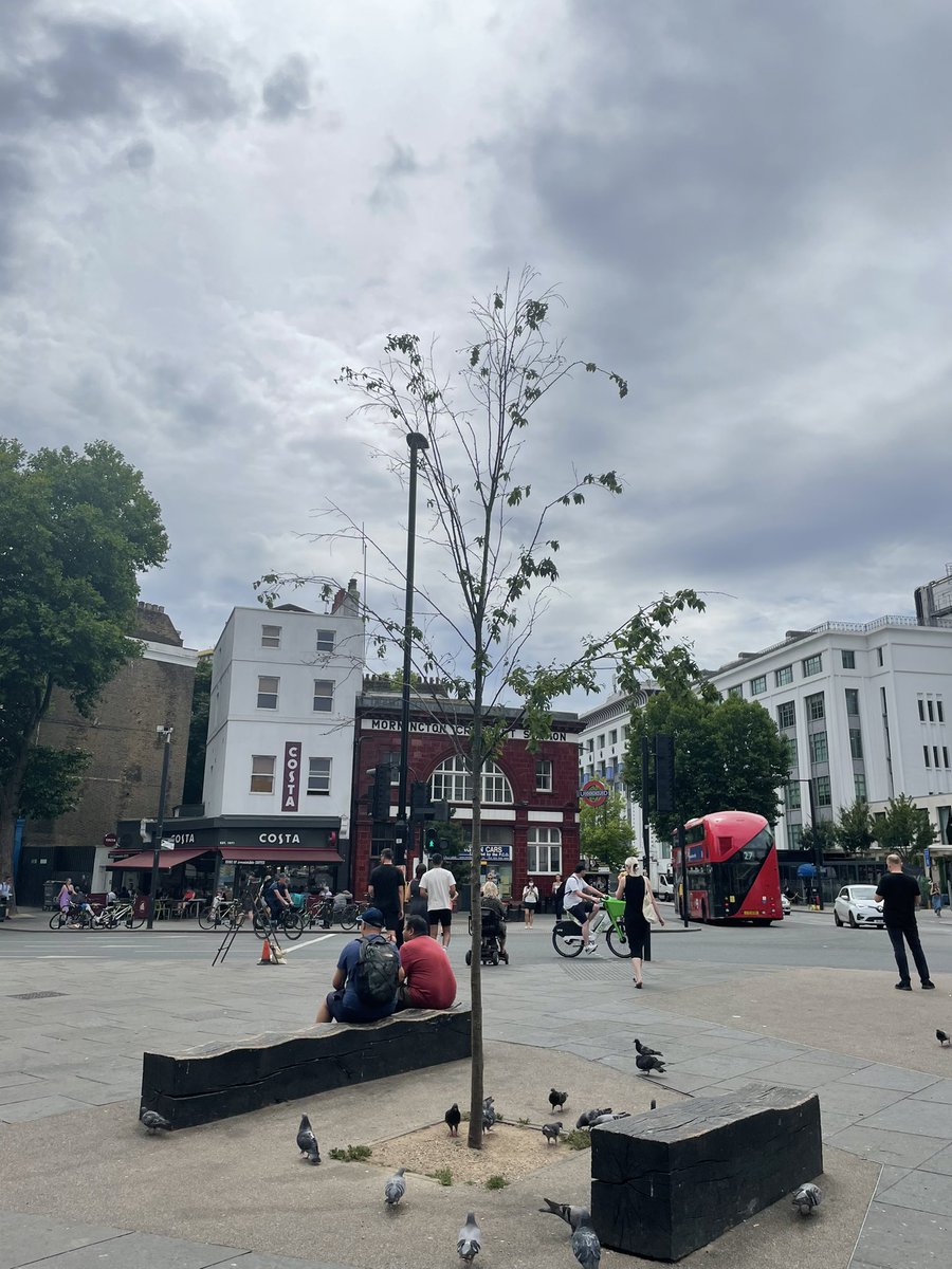 crizzlemunroe's tweet photo. @CamdenCouncil We’ve been trying to get help to save these trees and put new ones in where there are empty beds left by the ones that died. Months spent speaking to CC and TfL but nothing being done. https://t.co/9q8rs55VxE