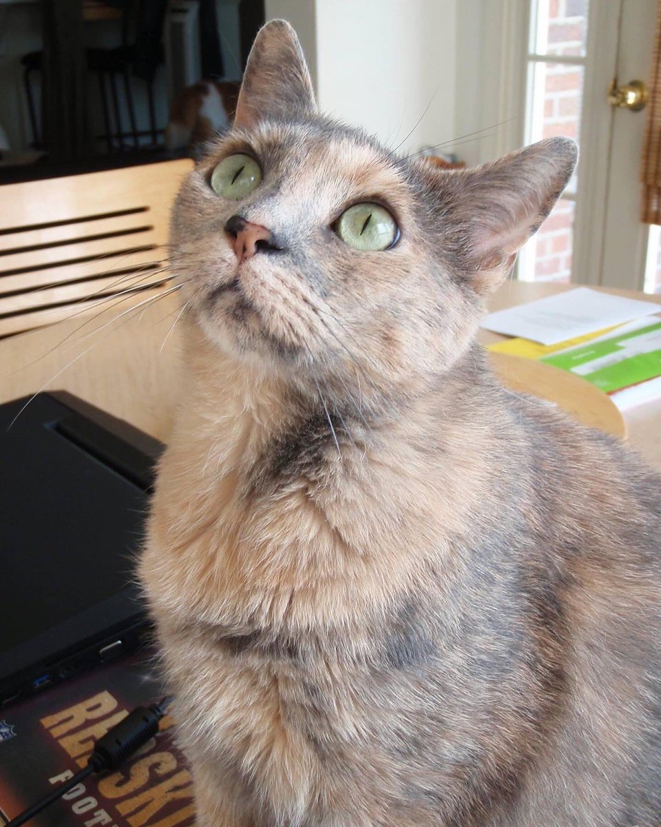 FindleyFelines's tweet photo. Dear Findley friends, it is with a heavy heart that we write this post.  Our Keira has crossed over the Rainbow Bridge and is reunited  with her sister Maizy now.💕🐾
RIP Keira💕🌈🐾December 23, 2008~July 6, 2022

Please check our IG if you wish to know details. https://t.co/N6TkhGOFoz