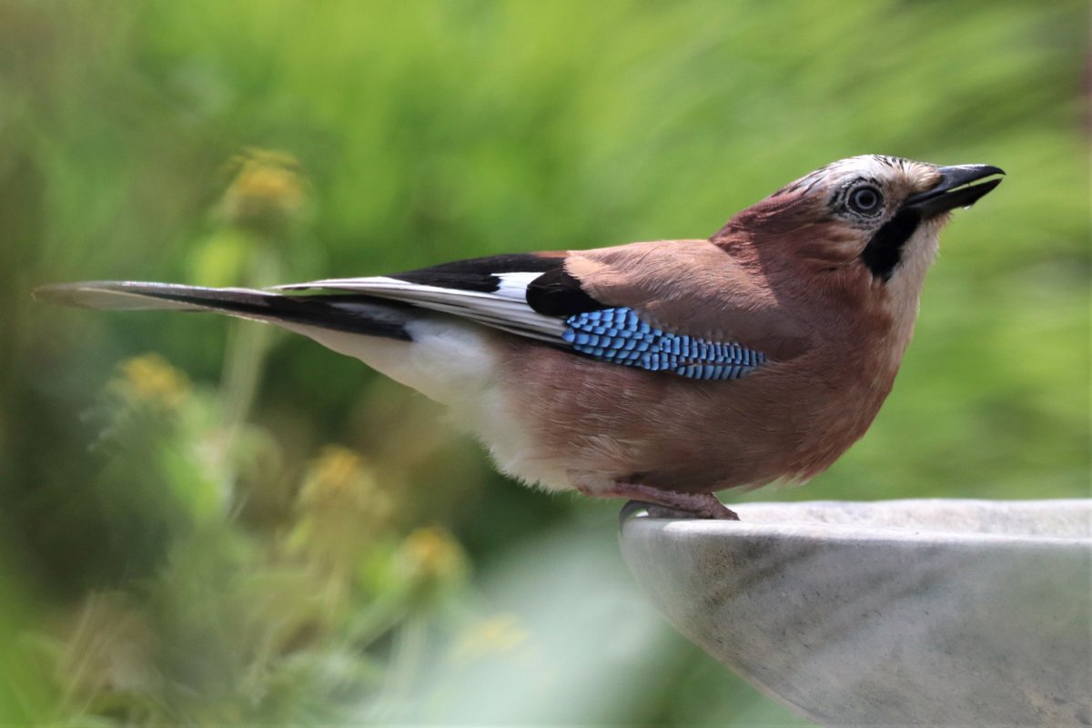 Birds need water every day. In hot and dry weather, water in puddles, small ponds and streams may have dried up, so put out water for birds if you can. There’s more about garden wildlife here cpreherts.org.uk/discover-our-c…