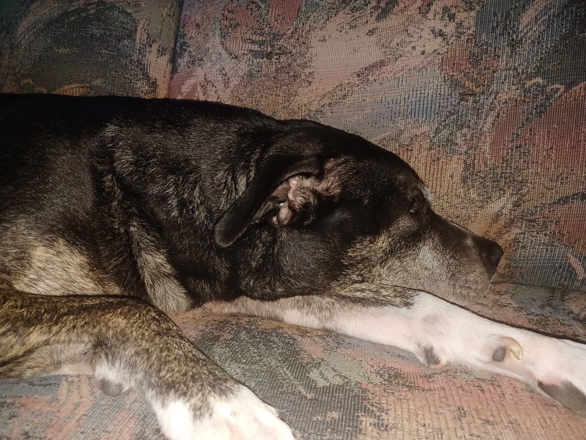 BuddyRalphio's tweet photo. I got a double dose of embarrassing this morning. Mom singing "you are my sunshine" to me & giving me kisses. I can't handle her right now #sulking #StopSinging https://t.co/lIMOogX2QV