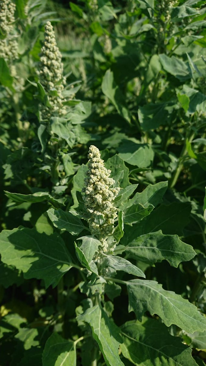 Quinoa is rijk aan vezels, waardoor de bloedsuikerspiegel niet snel zal stijgen. Ook verzadigt #quinoa hierdoor voor lange tijd en kan daarom passen in een dieet om af te vallen. Meer voordelen lees je in deze blog: zenderensees.nl/weblog/quinoa-…

#vannederlansebodem