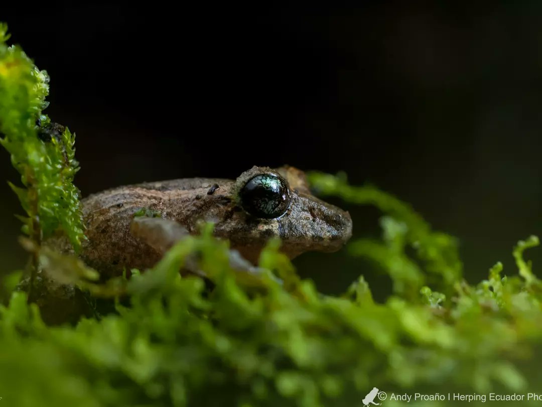 andy_proano's tweet photo. Buenas. Me complace compartirles nuestro artículo, dónde se registró la diversidad de anuros en un sector de la cordillera de Toisán (Intag -Ecuador). (Un trabajo en conjunto con Jonathan Proaño y @jmguayasamin

Pueden leerlo aquí: https://t.co/dzPjL9yI6G https://t.co/LklmTCTki9