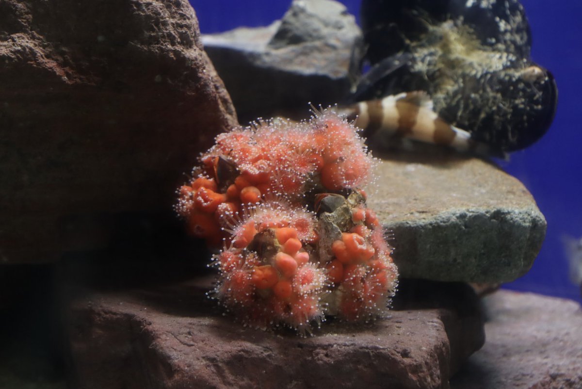 CIMI_Science's tweet photo. Have you ever seen strawberry anemones on Catalina Island? They have stinging cells on their tentacles, just like jellyfish, that they use to sting their prey! 🤓 🐟 🦀 #cimiscience #invertebrates #anemones #strawberryanemones #cnidaria #stingingcells #rockyreefs https://t.co/DEDLdXGDnA