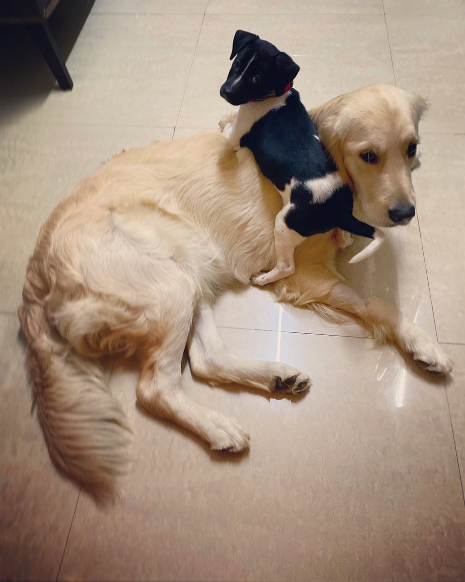 Kids these days🙄🙄 or rather humoons these days!! Got me an uninvited baby sister and tons of poop duty😵‍💫