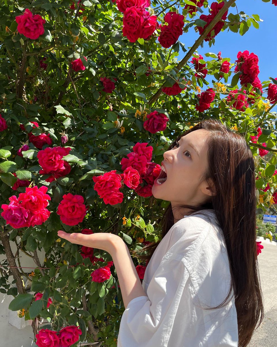 aerikane's tweet photo. The sky is so good today, one of the types of flowers that I like is roses. Quite impressed and happy, the flower petals are quite large and the color is so thick! Very good for capturing in camera shots. 💗 https://t.co/a8Ciu1w4UF