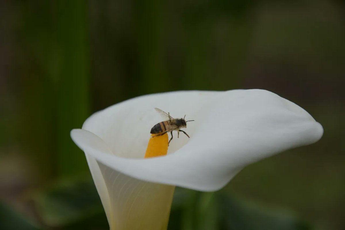 CAMHUILA's tweet photo. #FelizMartes 🌤️
Hoy les compartimos esta maravillosa imagen de la naturaleza 🐝🌼 y le damos 2️⃣ datos.
1️⃣ Cerca del 75% de nuestros alimentos lo ofrecen las abejas con su función polinizadora 🐝🌼🌺.
2️⃣ Visitan una flor 4 millones de veces para producir un kilo de miel 🍯. https://t.co/GlsZkK7jvi