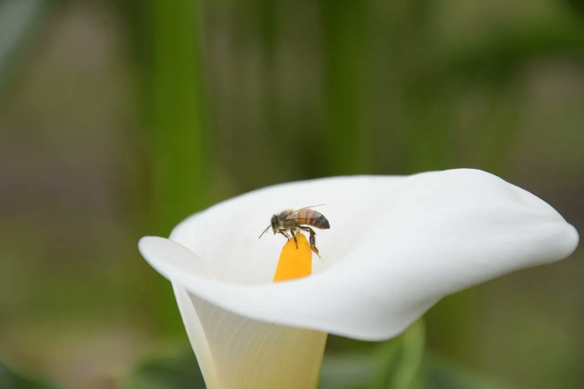 CAMHUILA's tweet photo. #FelizMartes 🌤️
Hoy les compartimos esta maravillosa imagen de la naturaleza 🐝🌼 y le damos 2️⃣ datos.
1️⃣ Cerca del 75% de nuestros alimentos lo ofrecen las abejas con su función polinizadora 🐝🌼🌺.
2️⃣ Visitan una flor 4 millones de veces para producir un kilo de miel 🍯. https://t.co/GlsZkK7jvi