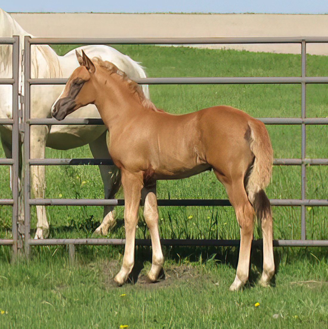 MorganShowcase's tweet image. By a foundation bred splash stallion &amp;amp; out of a full sister to the famous creme stallion, MEMC Tequila Cuervo, this 2022 palomino filly is a high quality #ColorfulMorgan for the future!

morganshowcase.com/prairie_hill_p…



#MorgansForSale #MorganMareForSale #FoundationMorgan #Palomino