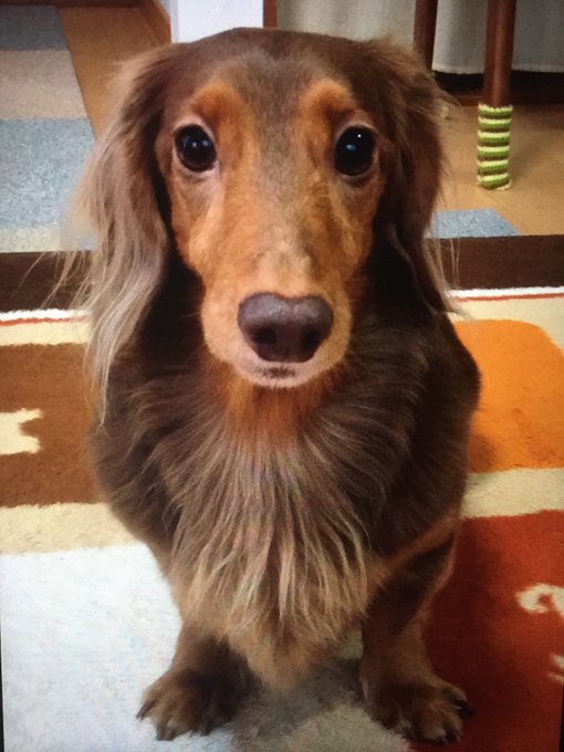 犬の生まれ変わり体験実例をご紹介 見逃せない愛犬の生まれ変わりサインを解説 Sorte Plus ソルテプラス レディースファッションメディア