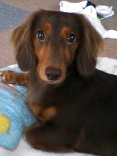 犬の生まれ変わり体験実例をご紹介 見逃せない愛犬の生まれ変わりサインを解説 Sorte Plus ソルテプラス レディースファッションメディア